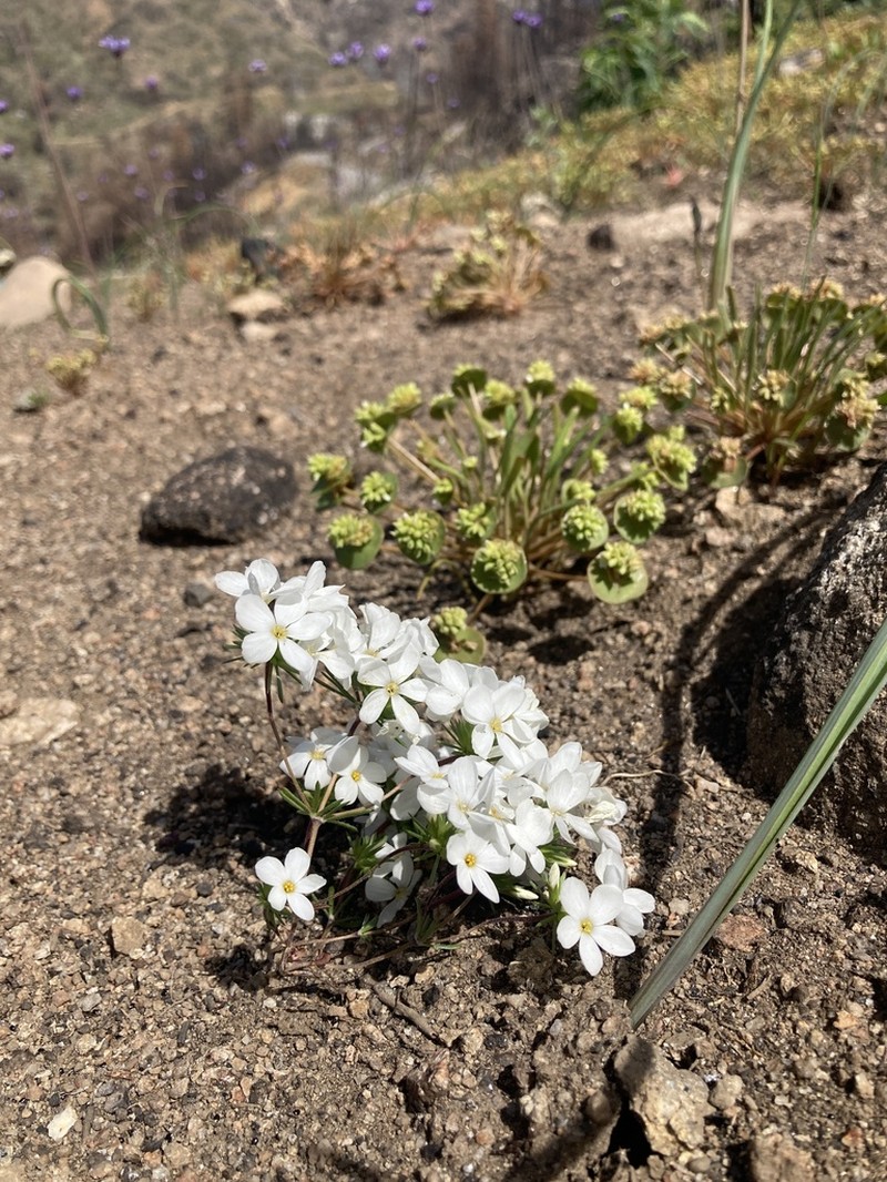 Madera Linanthus photo 3