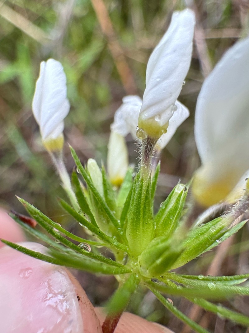Madera Linanthus photo 4
