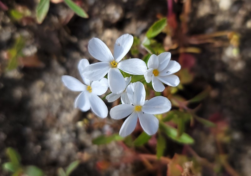 Madera Linanthus photo 6
