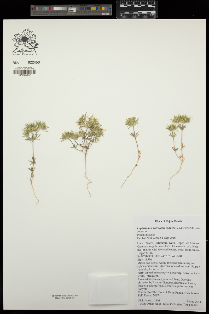 Madera Linanthus photo 7