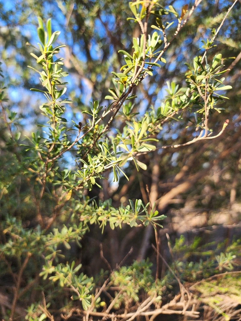 Leptospermopsis fastigiata photo 4