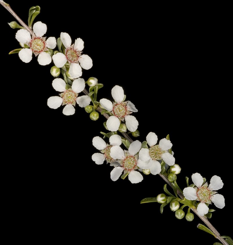 Leptospermopsis fastigiata