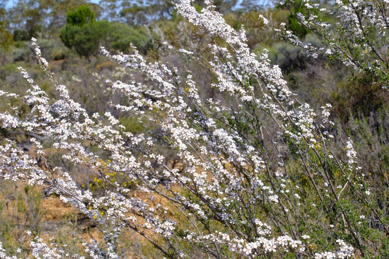 Leptospermopsis incana