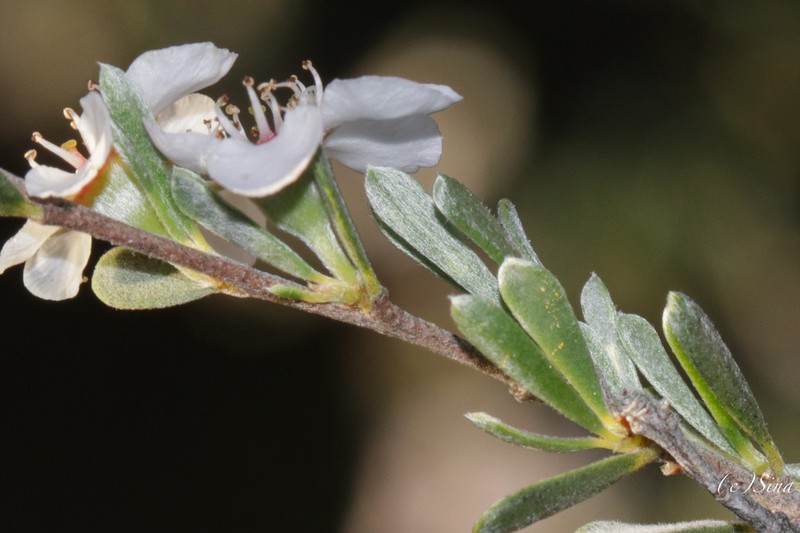 Leptospermopsis incana photo 2