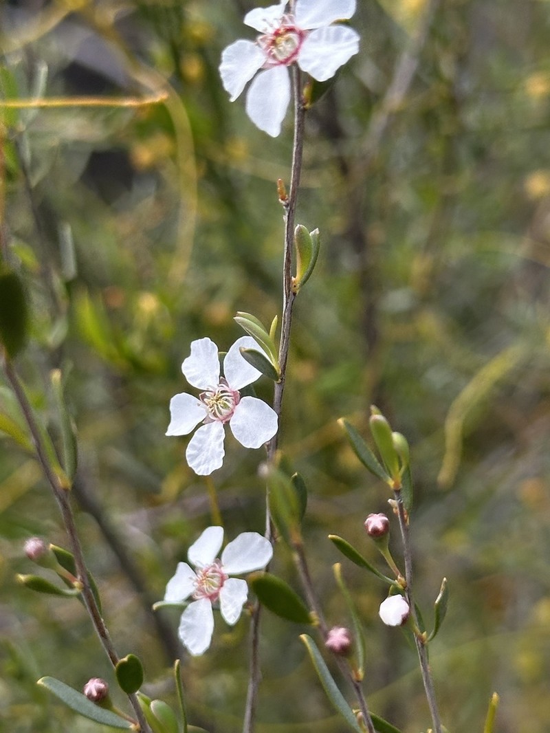 Leptospermopsis incana photo 3