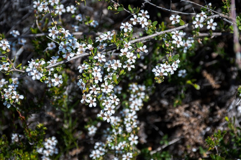 Leptospermopsis maxwellii