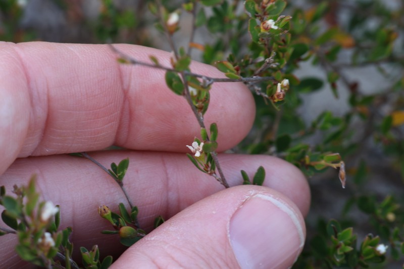 Leptospermopsis maxwellii photo 4