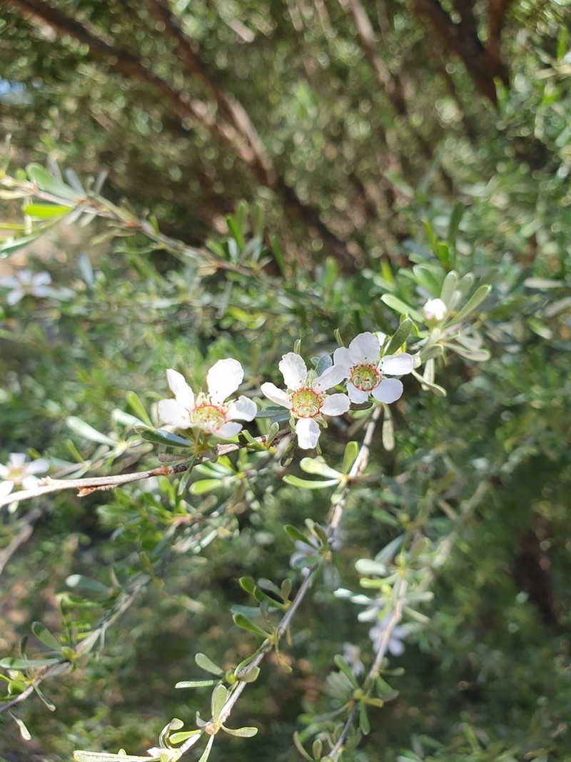 Leptospermopsis nitens photo 2