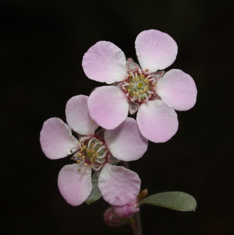 Leptospermopsis nitens photo 3