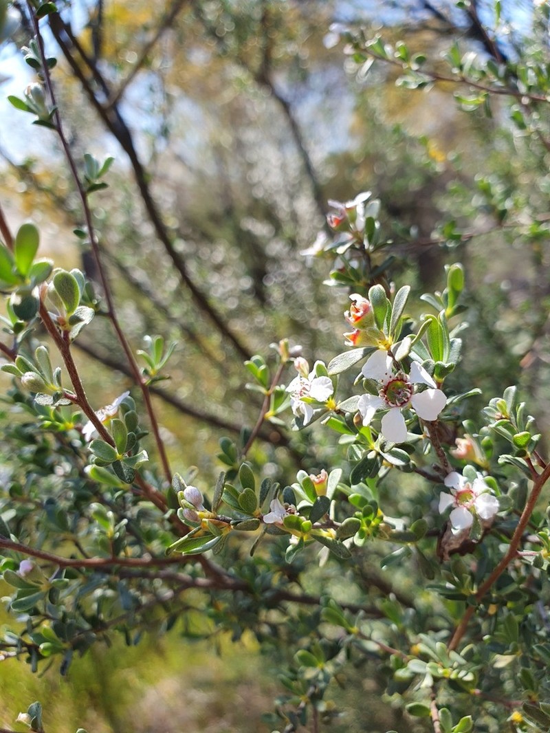 Leptospermopsis nitens photo 4