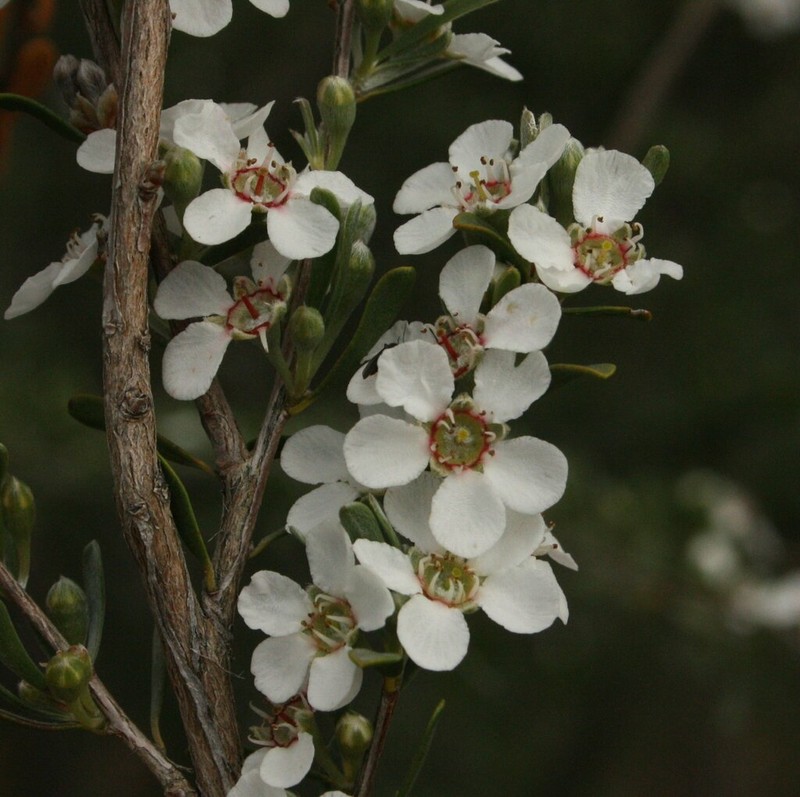 Leptospermopsis nitens photo 6