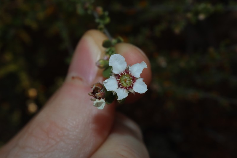 Leptospermopsis nitens photo 7