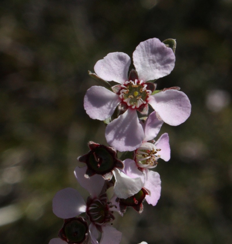 Leptospermopsis nitens photo 8