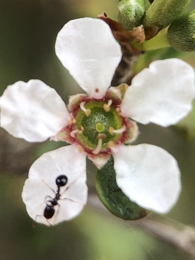 Leptospermopsis oligandra