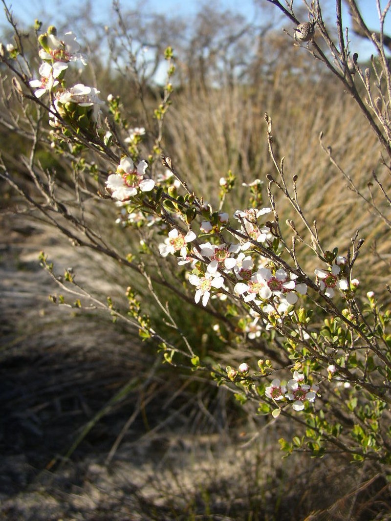 Leptospermopsis oligandra photo 3