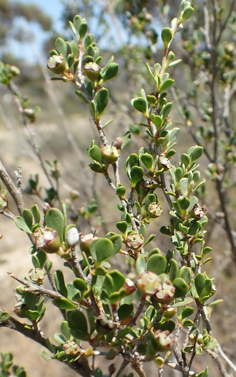 Leptospermopsis oligandra photo 8