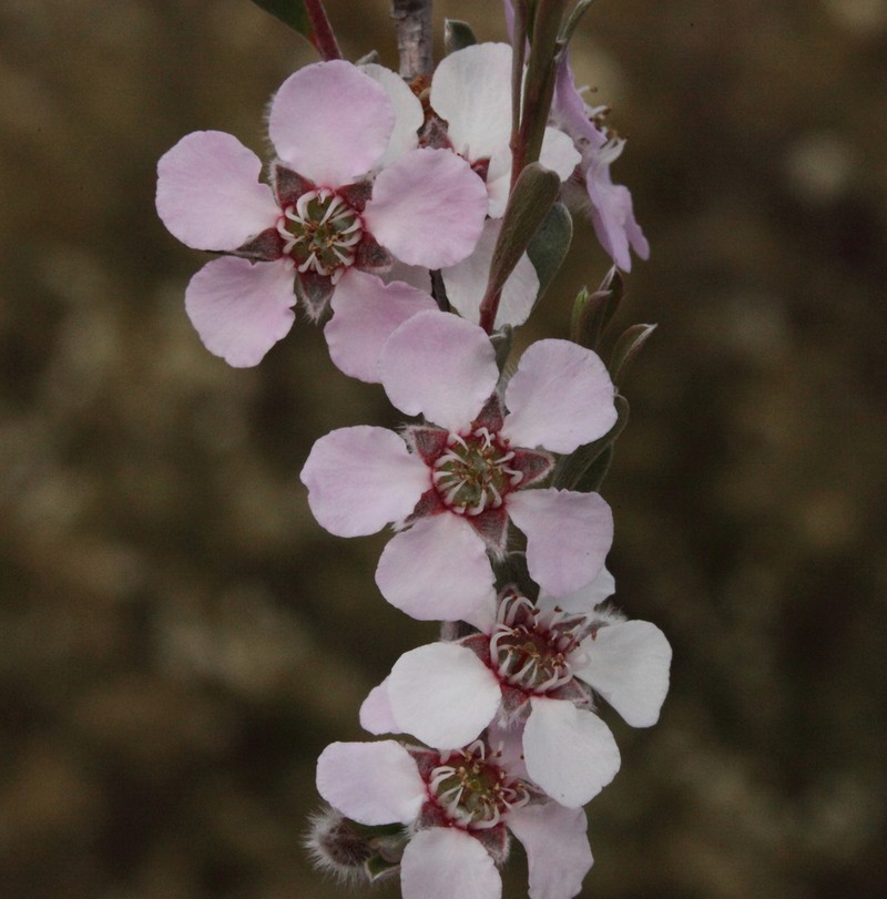 Leptospermopsis roei photo 2