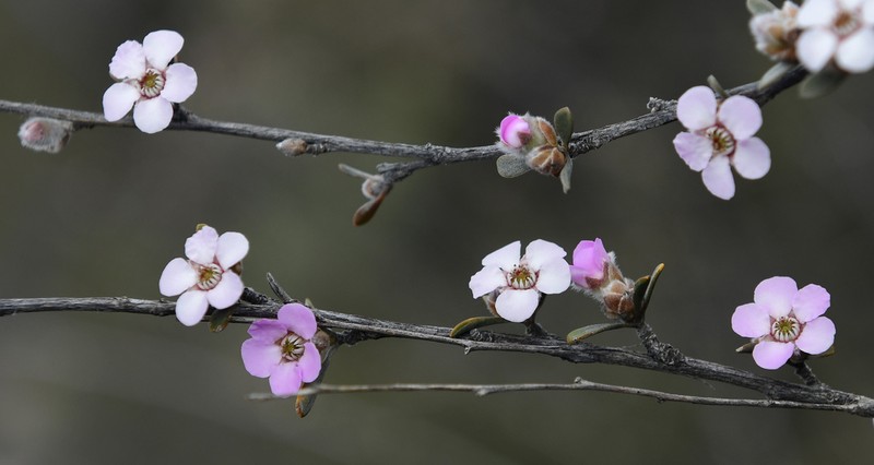 Leptospermopsis roei photo 6