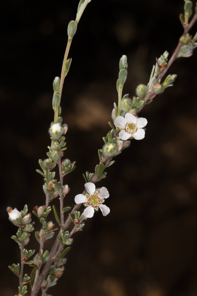 Leptospermopsis roei photo 8