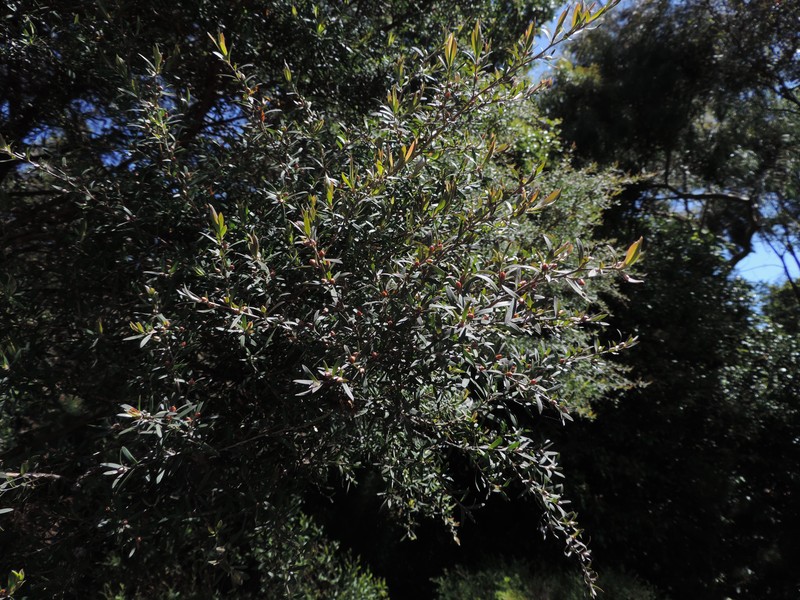 Large-Leaf Yellow Teatree photo 3