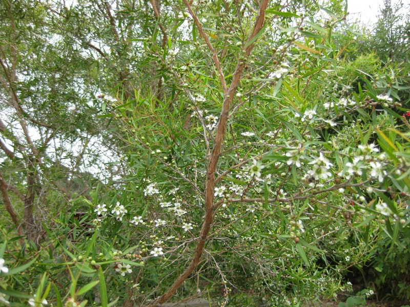 Common Teatree photo 5