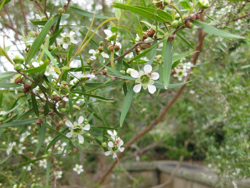 Common Teatree photo 6