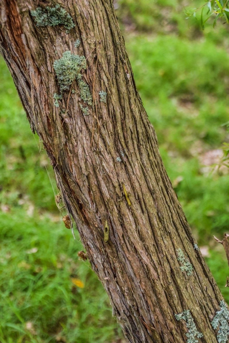 Common Teatree photo 2