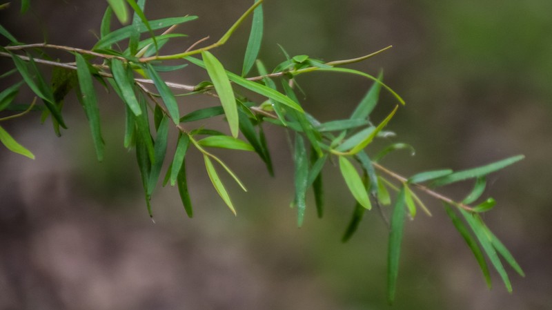 Common Teatree photo 3