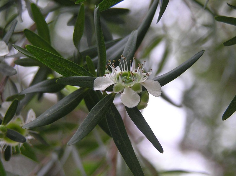 Common Teatree photo 4