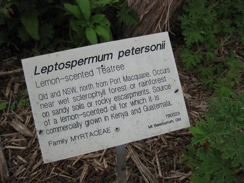 Common Teatree photo 7