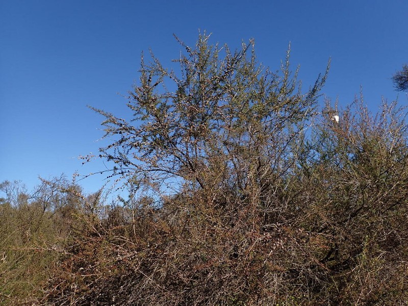 Leptospermum repo