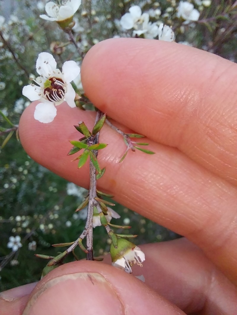Leptospermum repo photo 2