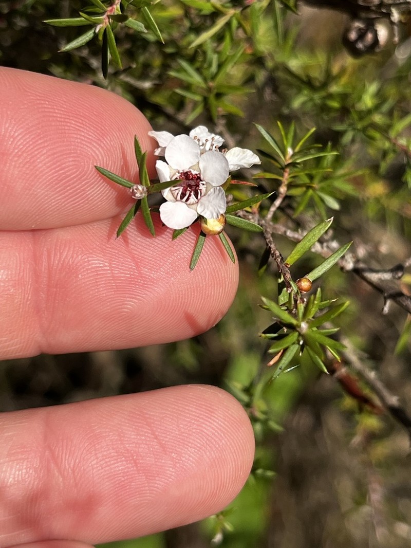 Leptospermum repo photo 3