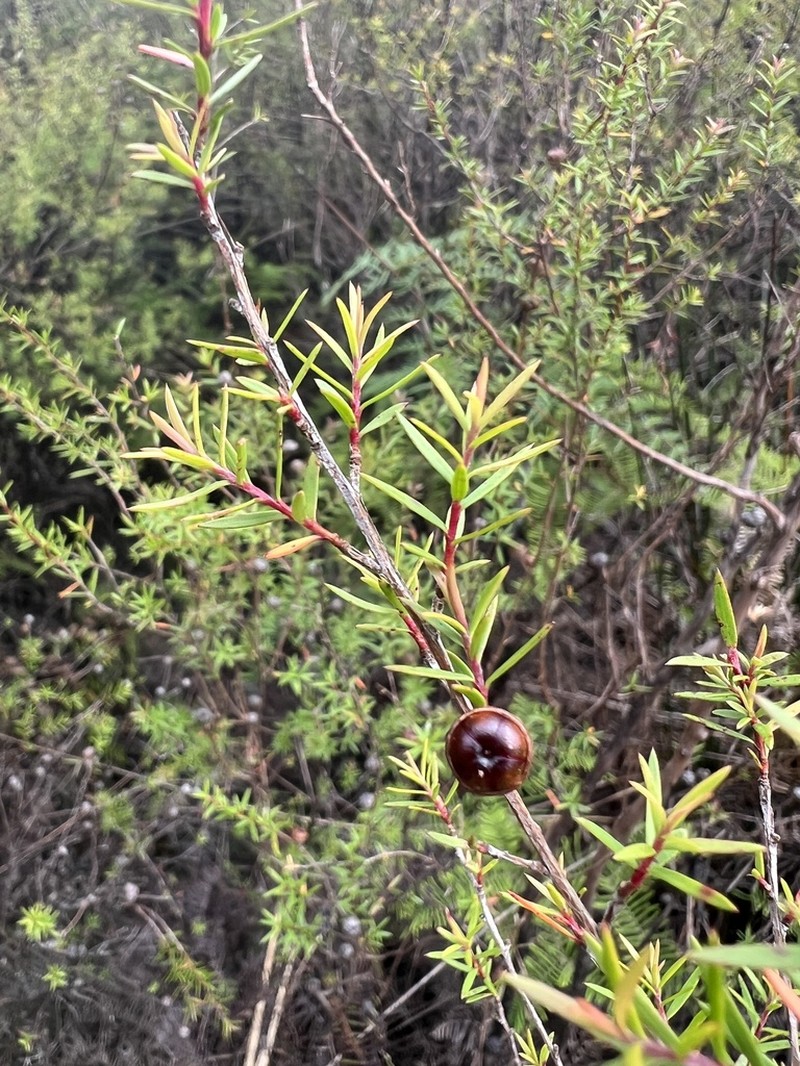 Leptospermum repo photo 5