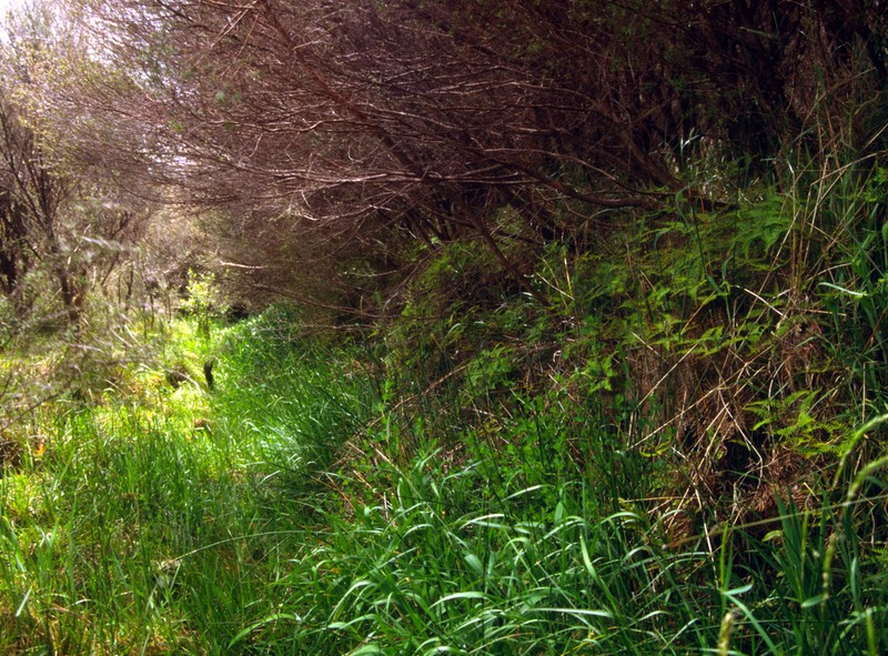 Leptospermum repo photo 6