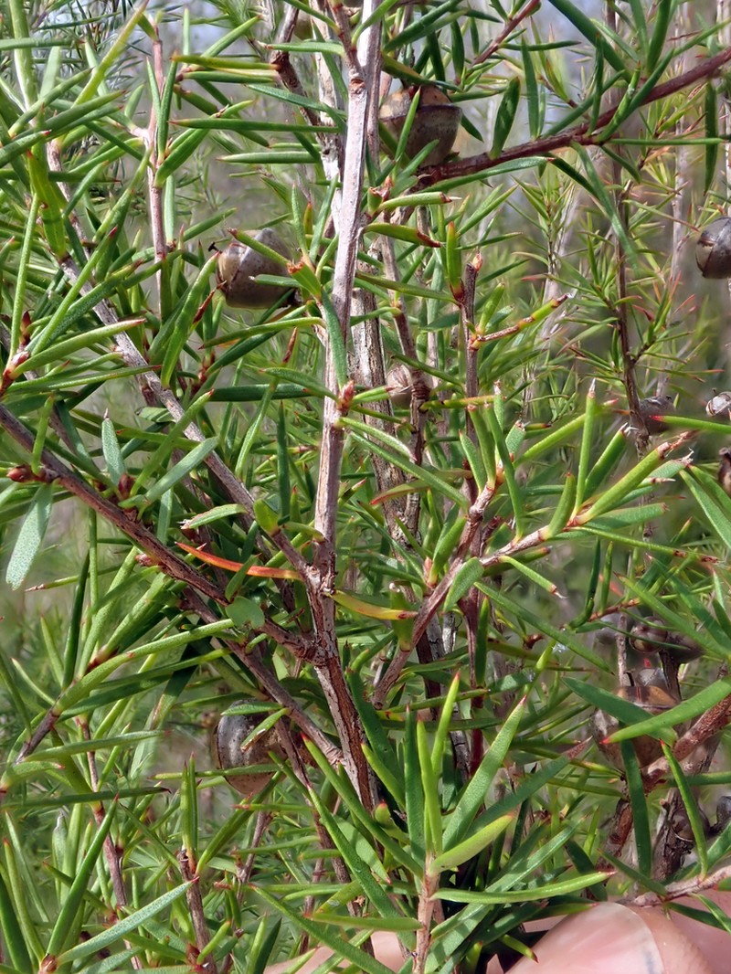 Leptospermum repo photo 7