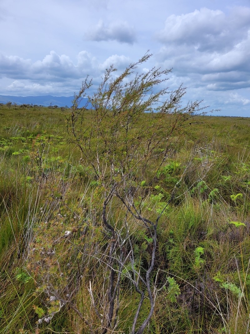 Leptospermum repo photo 8