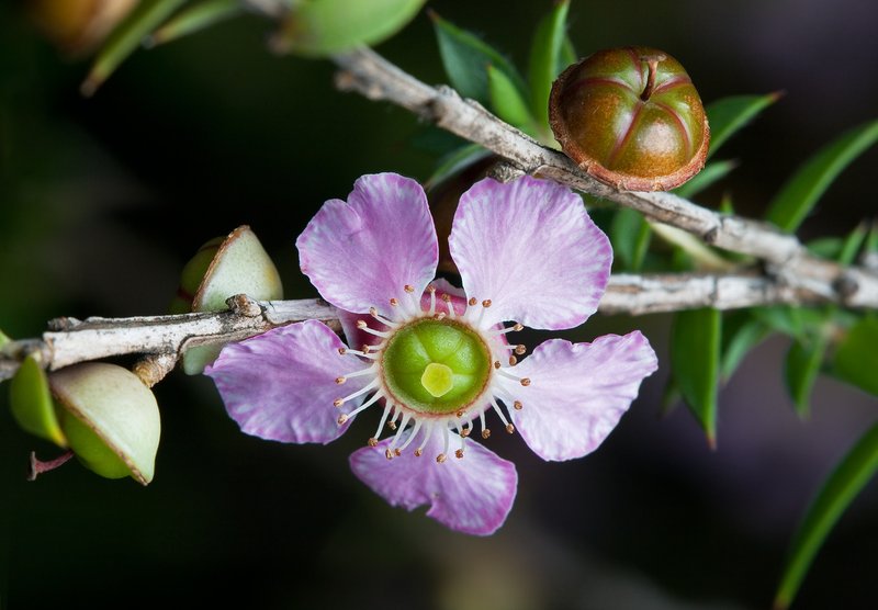 Leptospermum squarrosum