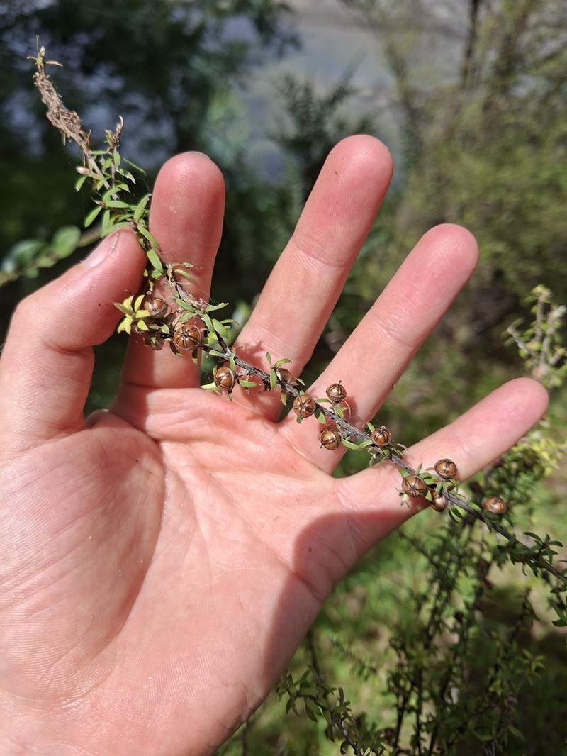 Leptospermum tairawhitiense