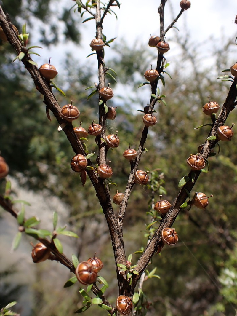 Leptospermum tairawhitiense photo 2