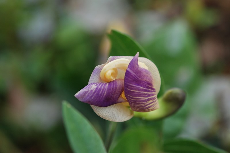 Wild Pea