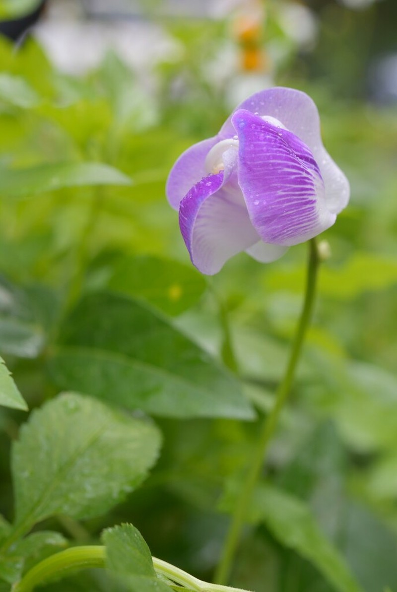 Wild Pea photo 2