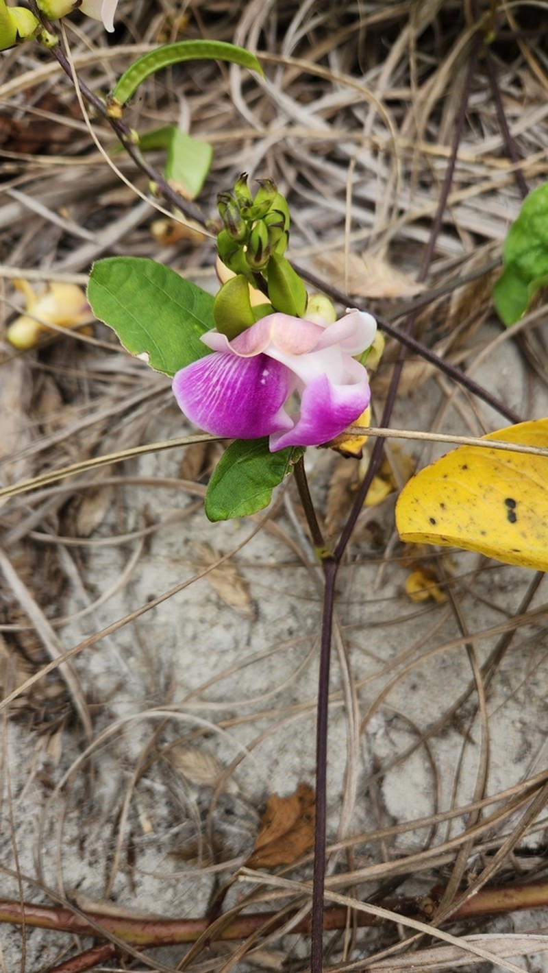 Wild Pea photo 3