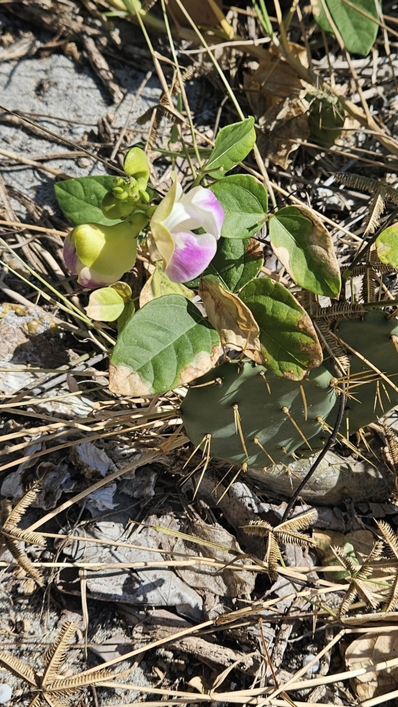 Wild Pea photo 4
