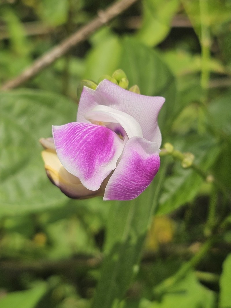 Wild Pea photo 5