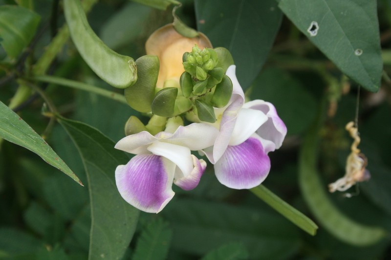Wild Pea photo 6