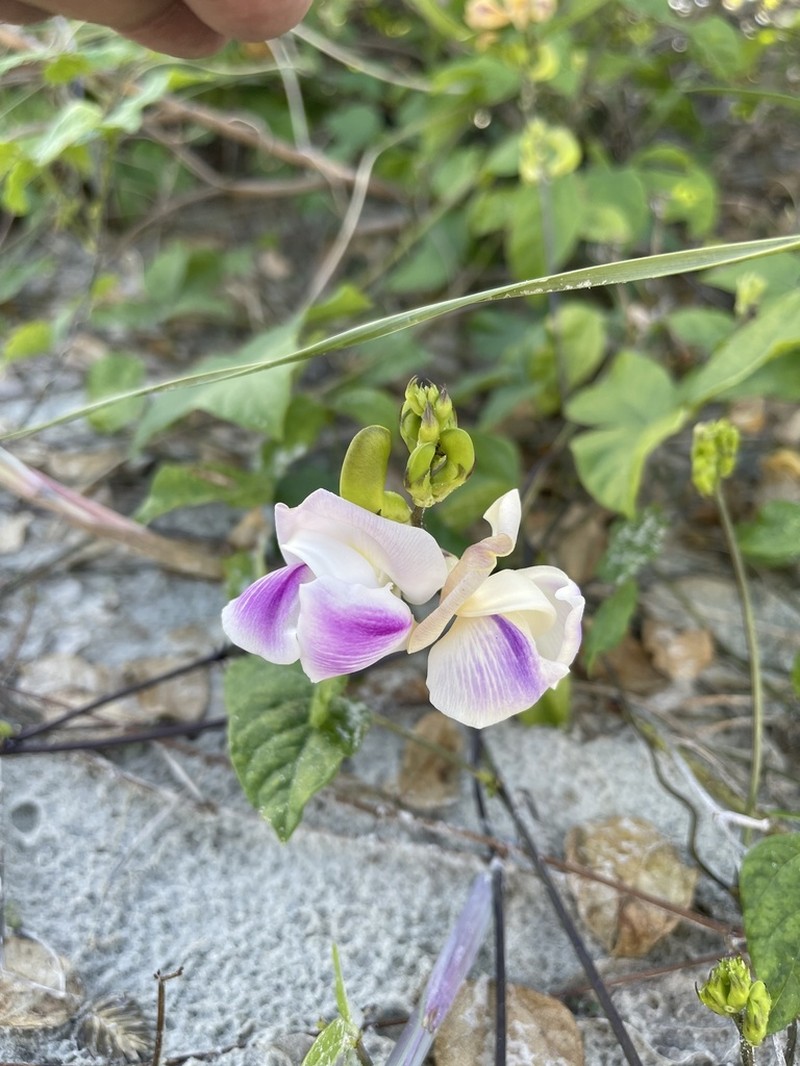 Wild Pea photo 7