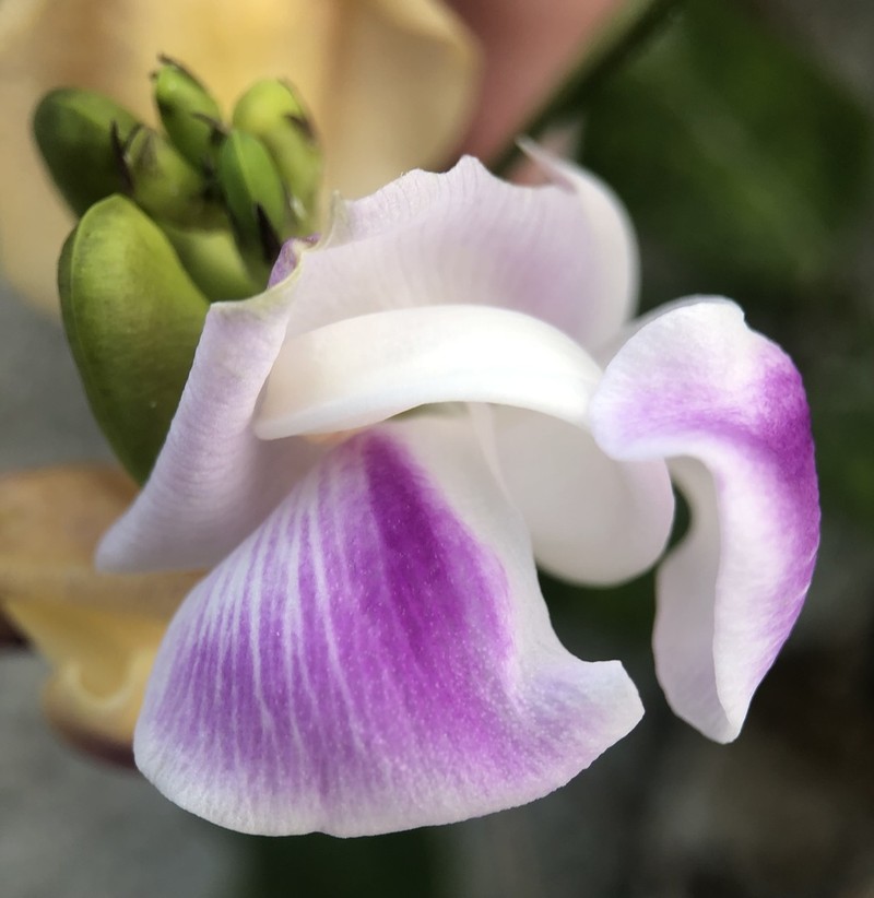 Wild Pea photo 8