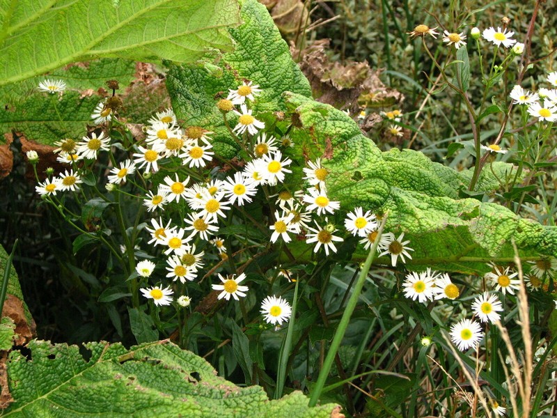 Leptostelma catharinense