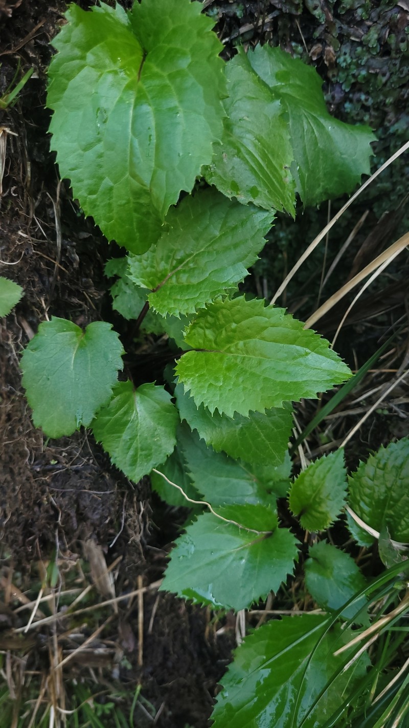 Leptostelma catharinense photo 4